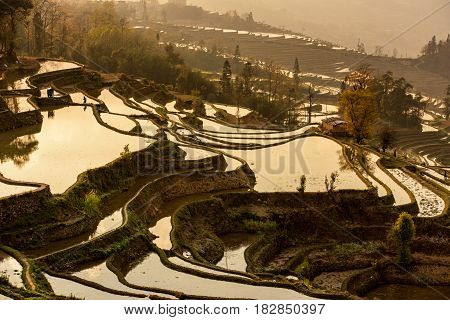 Sunrise At Yuanyang Rice Terrace From Yuanyang Village, Yunnan Province, China