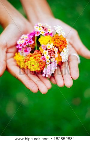 Woman holding a bouquet of latana flowers in her hands. Summer wild flowers