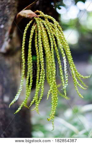 Green caryota mitis blooming in a garden