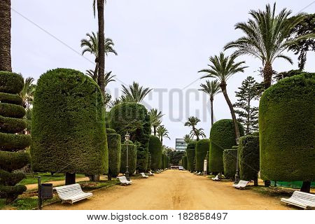 Cadiz town in Spain. Genovese green park