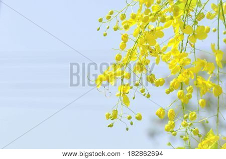 Golden shower Cassia fistula or pudding pipe flower