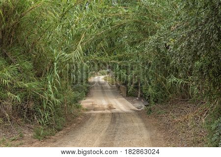 A causeway between reeds on the road between the Kruisrivier and Calitzdorp in the Western Cape Province