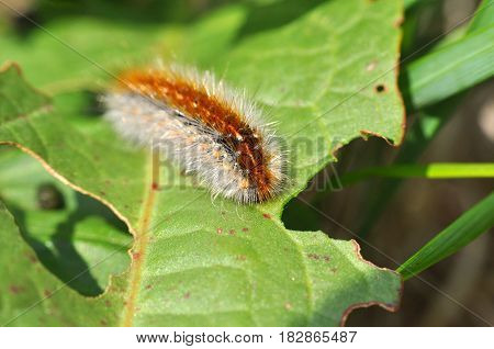 Caterpillar feeding on a leaf in garden and make damage. Caterpillar on broken leaf