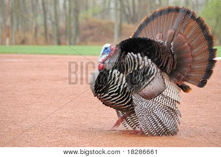 Wild Tyrkiet (meleagris domesticus)