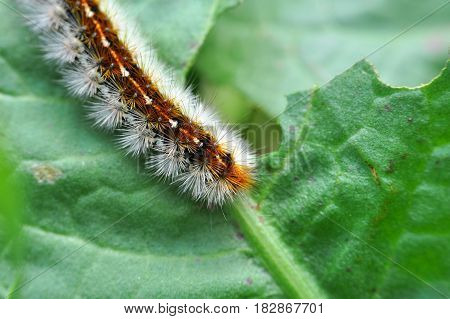 Caterpillar feeding on a leaf in garden and make damage. Caterpillar on broken leaf