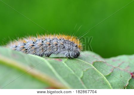 Caterpillar feeding on a leaf in garden and make damage. Caterpillar on broken leaf