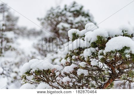 Snowy winter day at swamp. Small swamp trees.