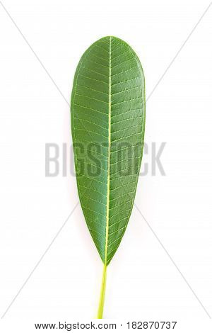 one plumeria leaf isolated on white background