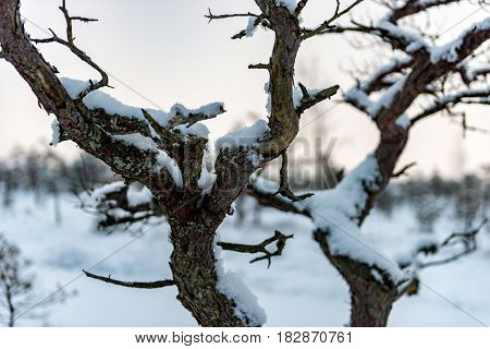 Snowy winter day at swamp. Small swamp trees.