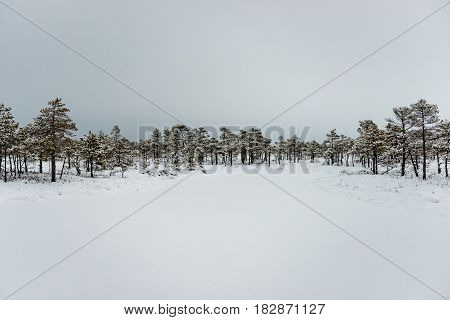 Snowy winter day at swamp. Small swamp trees.