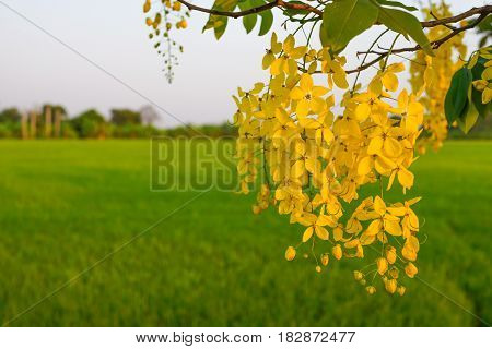 yelllow golden shower flower with green rice background sunset light