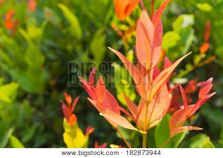 vseasonal orange leaves in summer tropical garden background