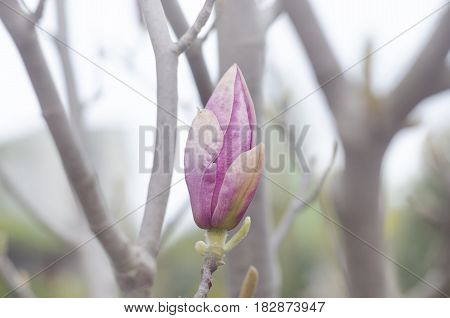Spring magnolia pink buds on a branch of a tree. Blossom magnolia flower in nature. Beautiful spring bloom.