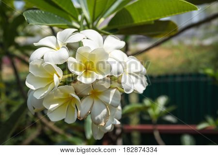 clear bright white flower in tropical summer garden