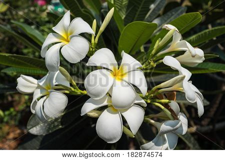 clear bright white flower in tropical summer garden