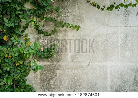 green leaves on wall with copy space