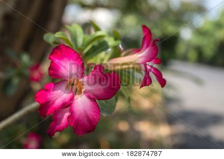 pink Impala Lily flower in sun light