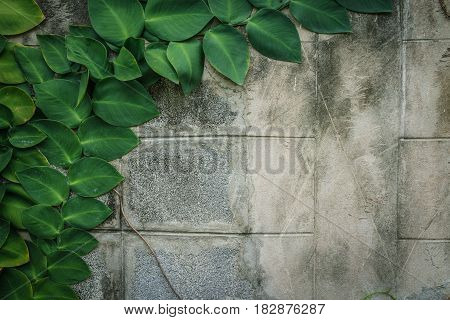 wide open green huge leaves old wall decorated in garden with copy space