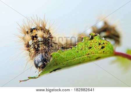 Hairy caterpillar with red and white dots beautifully bent on a piece of wood