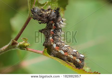 Hairy caterpillar with red and white dots beautifully bent on a piece of wood