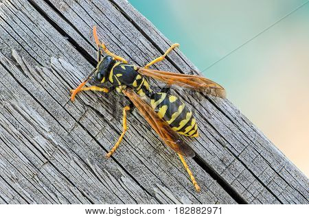 Portrait of a close-up of a wasp which sits on the old board