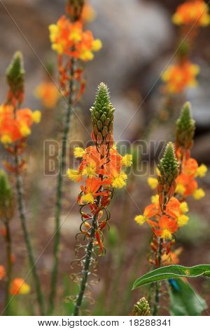 Bulbine kukka