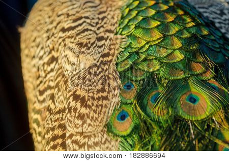 peacock with beautiful feather or tail peafowl bird with extravagant plumage iridescent blue and green eyespots on golden on blurred natural background. Glory coloring