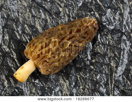 Morchel Morchella Esculenta Pilz