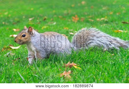 Squirrel walking in grass in a Boston Park