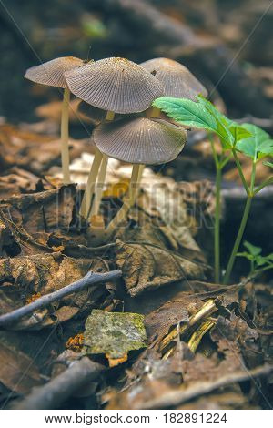 Mushrooms Entoloma Holoconiota seen in March at Ukraine