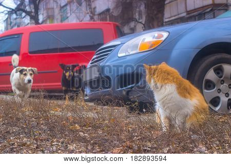 Dogs chasing cat in the yard near cars