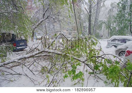 Chisinau, Republic Of Moldova - April 20, 2017: Tree Branch With Green Spring Leaves Broken By Heavy