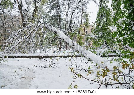 Chisinau, Republic Of Moldova - April 20, 2017: Tree Branch With Green Spring Leaves Broken By Heavy