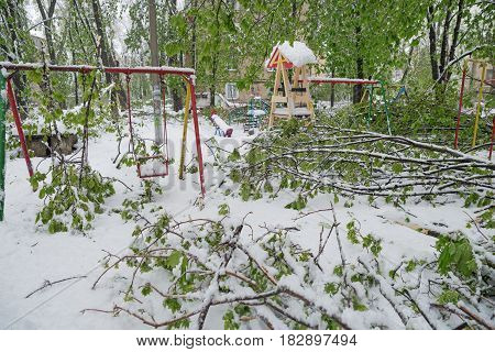 The Branches Of The Tree With The Green Spring Leaves Broke Under The Weight Of Wet Snow And Wind, I