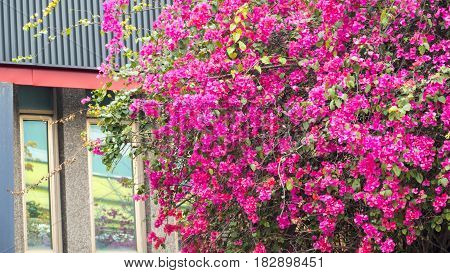 Monga, This Name Wanhua, The Birthplace Of Taipei City, The Oldest City Street In The Shade Hat Kitc