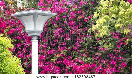 Monga, This Name Wanhua, The Birthplace Of Taipei City, The Oldest City Street In The Shade Hat Kitc