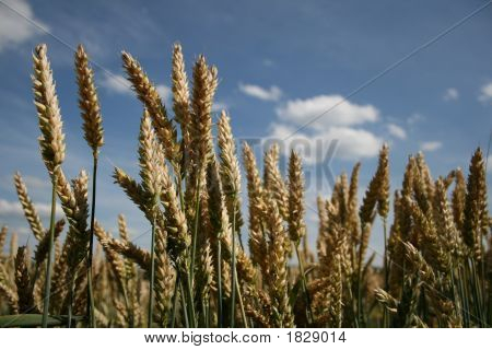 Campo de trigo
