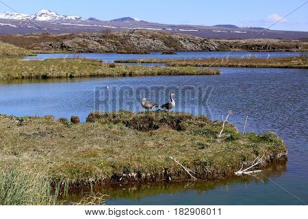 Grey goose on a lake in Iceland