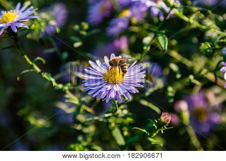 Field Flowers On Which Insects And Bees Sit Close Up