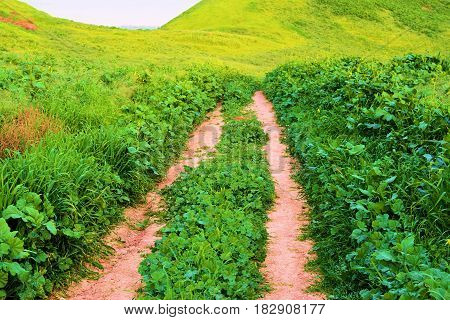 Hiking Trail thru a lush green field with Mustard Wildflowers during spring taken at a rural prairie in the Whittier Hills, CA