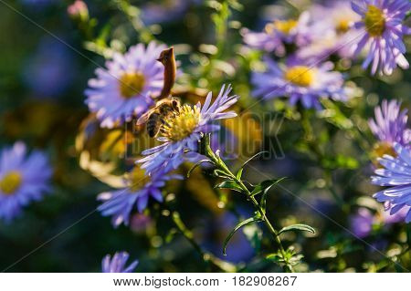 Field Flowers On Which Insects And Bees Sit Close Up