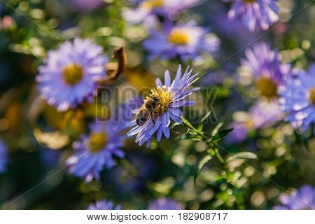 Field Flowers On Which Insects And Bees Sit Close Up