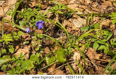 Appearence Of Young Blue Spring Flowers From Under Last Year`s Dry Leaves