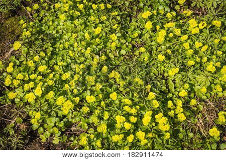 Natural Carpet Of Just Appeared Yellow Flowers With Green Leaves