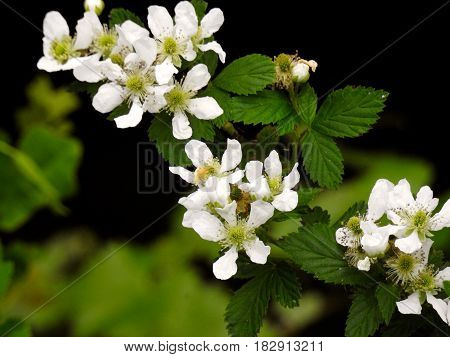 Flowers, blackberries, waiting for berries soon to follow.