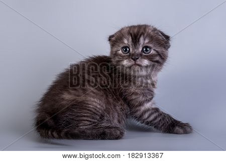 Scottish Fold Kitten Blue Color