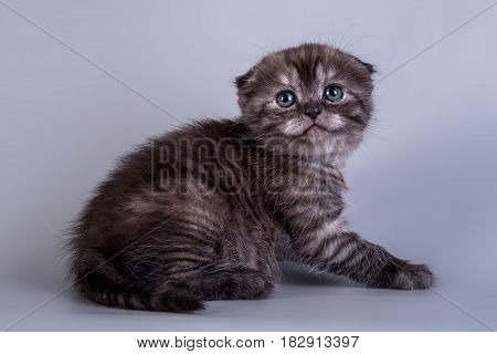 Scottish Fold Kitten Blue Color