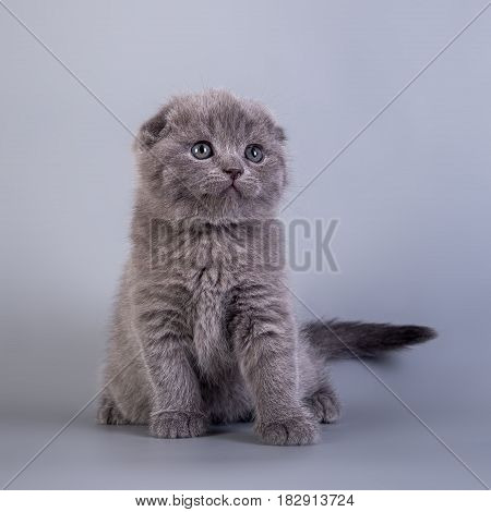 Scottish Fold Kitten Blue Color