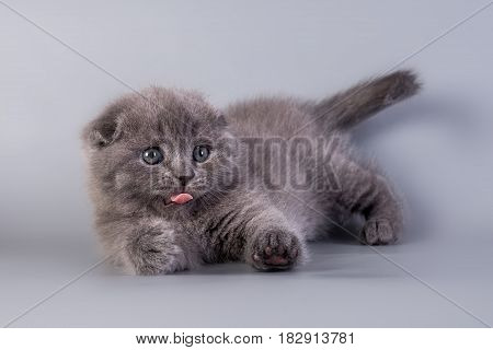 Scottish Fold small cute kitten blue color