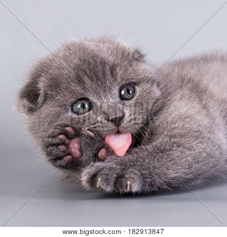 Scottish Fold small cute kitten blue color
